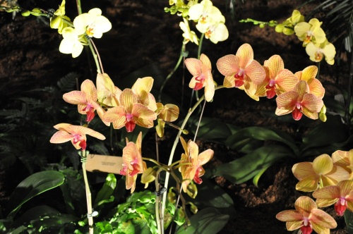 Singapore - A Visit to the National Orchid Garden - Presented by Waldor ...